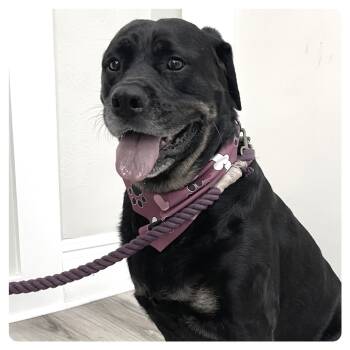 Rescue Rottweiler Dogs for Adoption in Johnson City, Tennessee - Gracie | PetCurious