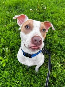 Harold -  Mixed Breed Dog for Adoption in Highland, New York - Harold | PetCurious