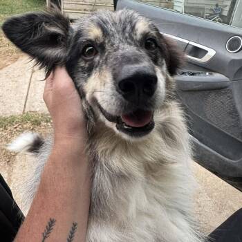Australian Shepherd and Border Collie Dogs Available for Adoption - Frankie | PetCurious