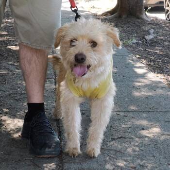 MAURICE -  Terrier and Mixed Breed Dog for Adoption in Richmond, California - MAURICE | PetCurious