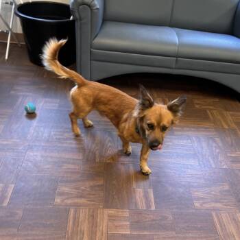 Teddy -  Cardigan Welsh Corgi and Miniature Dachshund Dog for Adoption in Roxboro, North Carolina - Teddy | PetCurious
