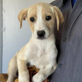 Labrador Retriever Dogs Available for Adoption in Kanab, Utah - Galway | PetCurious