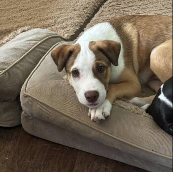 Dutch -  Pit Bull Terrier and Labrador Retriever Dog for Adoption in Mooresville, North Carolina - Dutch | PetCurious