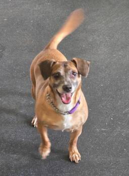 Daisy -  Dachshund and Pug Dog for Adoption in Crandon, Wisconsin - Daisy | PetCurious