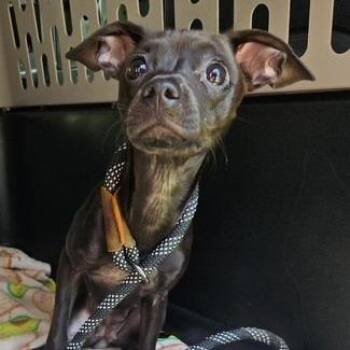 Pepper -  Mixed Breed Dog for Adoption in Bristol, Indiana - Pepper | PetCurious