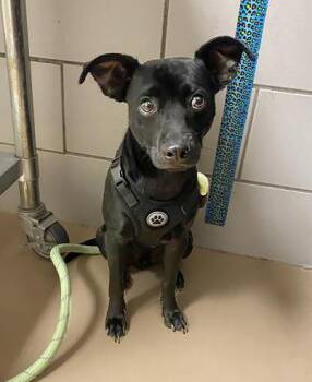 Mixed Breed Dogs Available for Adoption in Nashville, Tennessee - Auto | PetCurious