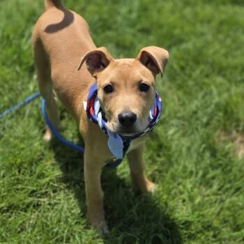 Barkley -  Mixed Breed Dog for Adoption in Pittsford, Vermont - Barkley | PetCurious