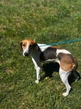 Foxhound Dogs Available for Adoption in Youngsville, North Carolina - Clementine | PetCurious