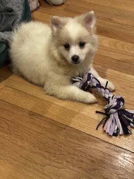 Amaura -  Eskimo Dog and Papillon Dog for Adoption - Amaura | PetCurious