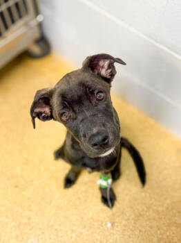 Rescue Mixed Breed Dogs for Adoption in Cincinnati, Ohio - Jersey Shore | PetCurious