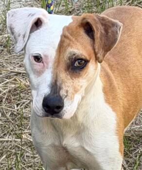 Pit Bull Terrier Dogs Available for Adoption in Tarboro, North Carolina - 26-157 Arwen | PetCurious