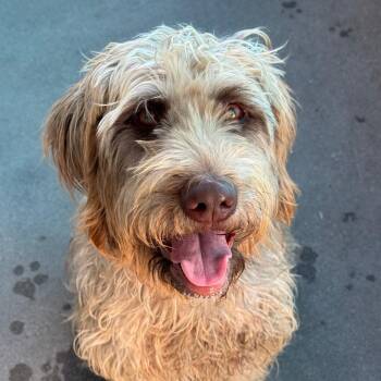 Autumn A2296651 -  Poodle Dog for Adoption in Los Angeles, California - Autumn A2296651 | PetCurious