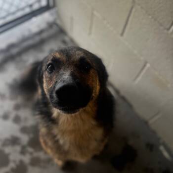 Rescue German Shepherd Dog and Mixed Breed Dogs for Adoption in Starkville, Mississippi - JJ | PetCurious