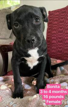 American Staffordshire Terrier Dogs Available for Adoption in Leverett, Massachusetts - Bonita (AVAILABLE 5/11) | PetCurious