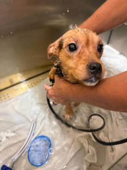 Maggie -  Mixed Breed Dog for Adoption in Marion, Ohio - Maggie | PetCurious