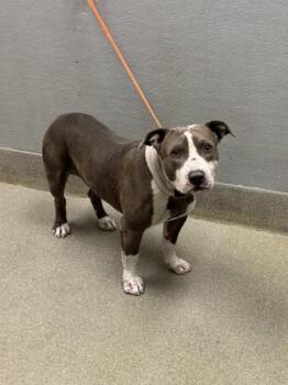Rescue Pit Bull Terrier Dogs for Adoption in Las Vegas, Nevada - RICO | PetCurious