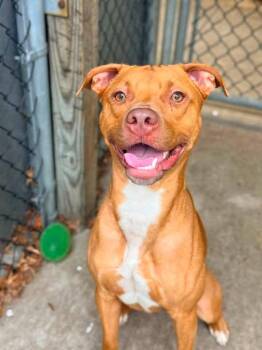 Craig -  Pit Bull Terrier Dog for Adoption in Chicago, Illinois - Craig | PetCurious