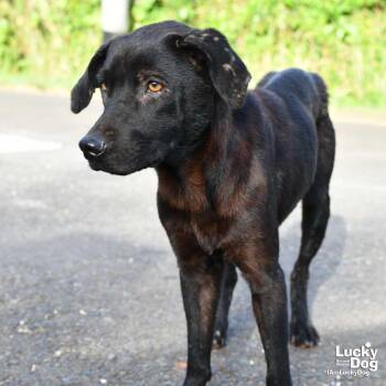 Tuquita -  Labrador Retriever and Feist Dog for Adoption in Washington, District Of Columbia - Tuquita | PetCurious
