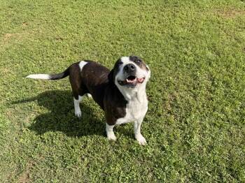 Mixed Breed Dogs Available for Adoption in Chickasha, Oklahoma - Wisteria  | PetCurious