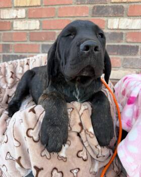 Cane Corso Dogs Available for Adoption in Glendale, Arizona - Bruce Bogtrotter | PetCurious
