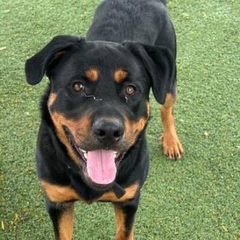 Kasier -  Rottweiler Dog for Adoption in Indianapolis, Indiana - Kasier | PetCurious