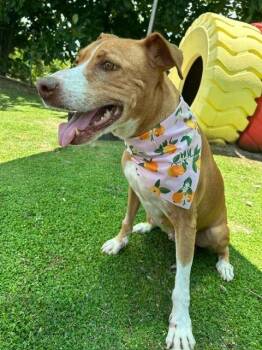 Felicity -  Labrador Retriever Dog for Adoption in North Reading, Massachusetts - Felicity | PetCurious