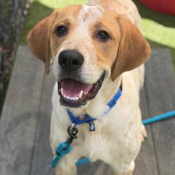 Funky -  Mixed Breed Dog for Adoption in Asheville, North Carolina - Funky | PetCurious