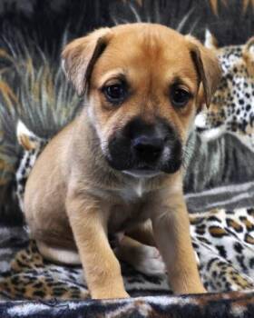 Labrador Retriever and Pit Bull Terrier Dogs Available for Adoption in Thief River Falls, Minnesota - Oscar | PetCurious