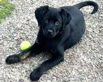 Rescue Black Labrador Retriever Dogs for Adoption in Polson, Montana - Raven | PetCurious