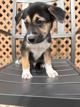 Shepherd and Husky Dogs Available for Adoption - Lenox | PetCurious