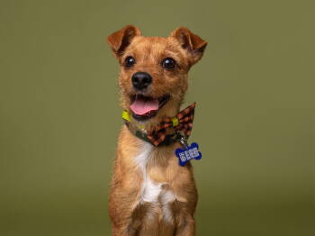 Rescue Patterdale Terrier Fell Terrier Dogs for Adoption in Palo Alto, California - Rabbit | PetCurious