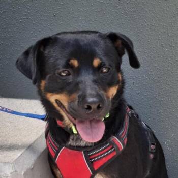 Rescue Australian Cattle Dog Blue Heeler and Cardigan Welsh Corgi Dogs for Adoption in Austin, Texas - Rusty MC | PetCurious