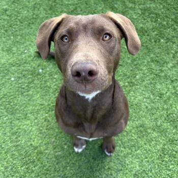 Fudge -  Pit Bull Terrier Dog for Adoption in Flagstaff, Arizona - Fudge | PetCurious