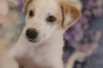 Australian Cattle Dog Blue Heeler and Cattle Dog Dogs Available for Adoption in Whitestown, Indiana - Auggie Doggie | PetCurious