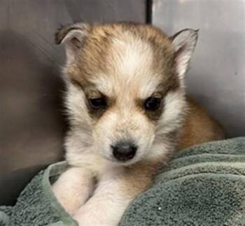 AVA -  Siberian Husky and Mixed Breed Dog for Adoption in San Bernardino, California - AVA | PetCurious