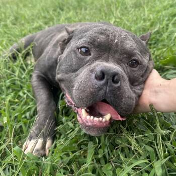 Baby Dinosaur -  Mixed Breed Dog for Adoption in Philadelphia, Pennsylvania - Baby Dinosaur | PetCurious