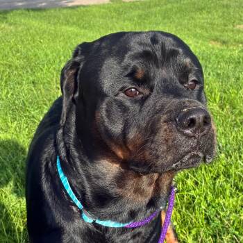 Darrell -  Rottweiler Dog for Adoption in Marysville, Ohio - Darrell | PetCurious