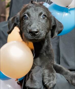 Labradoodle Dogs Available for Adoption - Gizmo | PetCurious