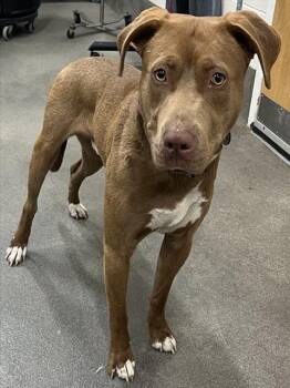 Pit Bull Terrier Dogs Available for Adoption - THOMAS | PetCurious
