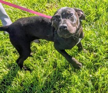 Marshall (aka Boba)-1/2 Price Adoption Fee Special! -  Labrador Retriever and Staffordshire Bull Terrier Dog for Adoption in Fort Myers, Florida - Marshall (aka Boba)-1/2 Price Adoption Fee Special! | PetCurious