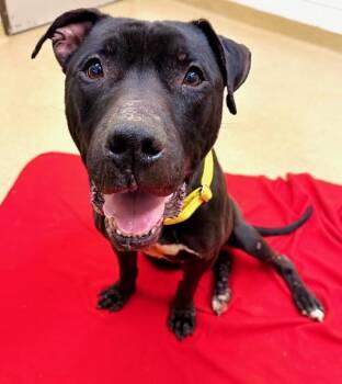 Rescue Pit Bull Terrier Dogs for Adoption in Derwood, Maryland - Smokey | PetCurious