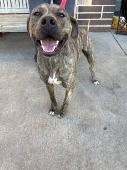 Rescue Mixed Breed Dogs for Adoption in Chamblee, Georgia - 59806542 | PetCurious