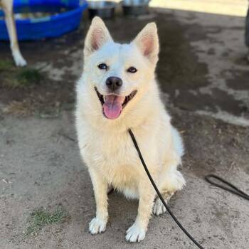 BUDDY -  Australian Shepherd and Mixed Breed Dog for Adoption in Modesto, California - BUDDY | PetCurious