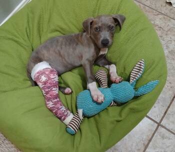 Rescue Pit Bull Terrier Dogs for Adoption in Amarillo, Texas - Blues Clues | PetCurious