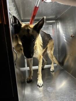 Rescue German Shepherd Dog and Mixed Breed Dogs for Adoption in Fort Worth, Texas - Colt | PetCurious