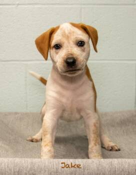 Jake -  Hound Dog for Adoption in Manchester, Connecticut - Jake | PetCurious