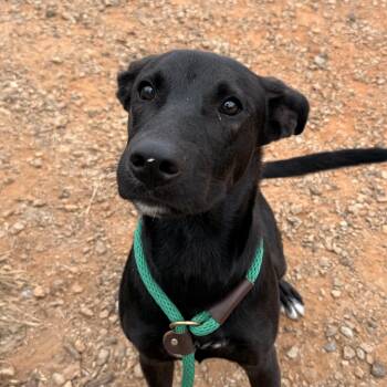 Jacob -  Labrador Retriever Dog for Adoption in Columbia, South Carolina - Jacob | PetCurious