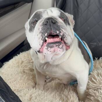 Zelda -  English Bulldog Dog for Adoption in Turlock, California - Zelda | PetCurious