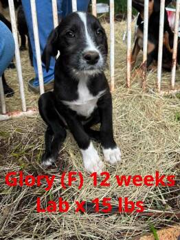 GLORY -  Labrador Retriever Dog Available for Adoption in Pomfret, Connecticut - GLORY | PetCurious