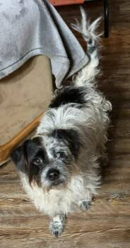 Terrier Dogs Available for Adoption - Ellie In LA | PetCurious